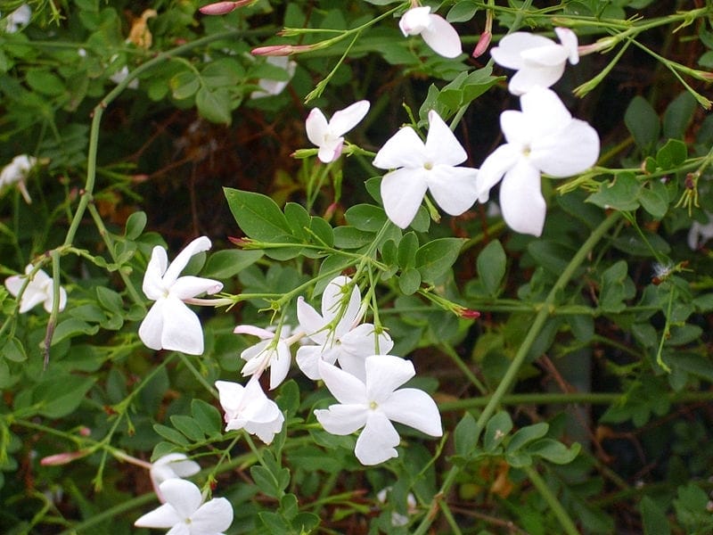 Jasmine: How to Grow Indoors and Outdoors - HGTV