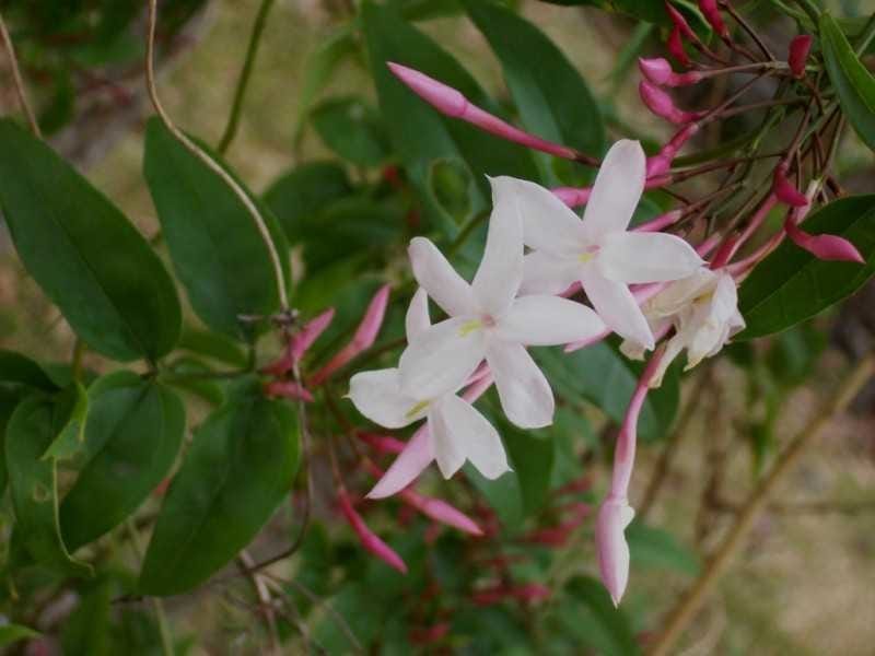 Jasminum officinale - True Jasmine, Common Jasmine, French Perfume Jasmine  - FLORA TOSKANA