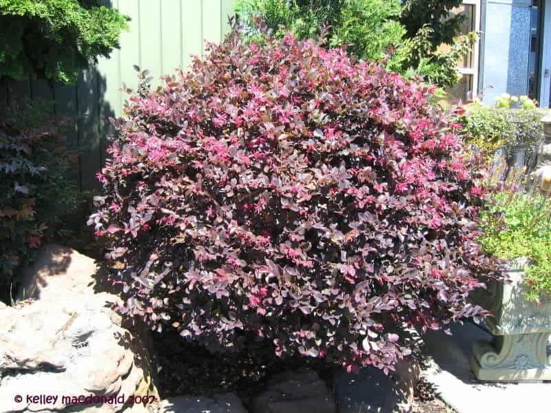 Jazz Hands® Pink - Chinese fringe-flower - Loropetalum chinense - Proven  Winners