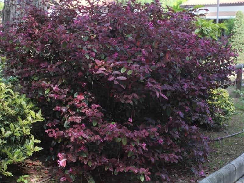 Jazz Hands Bold® - Chinese fringe-flower - Loropetalum chinense - Proven  Winners