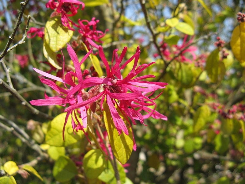 Jazz Hands Mini Loropetalum - Spring Meadow - wholesale liners - Spring  Meadow Nursery