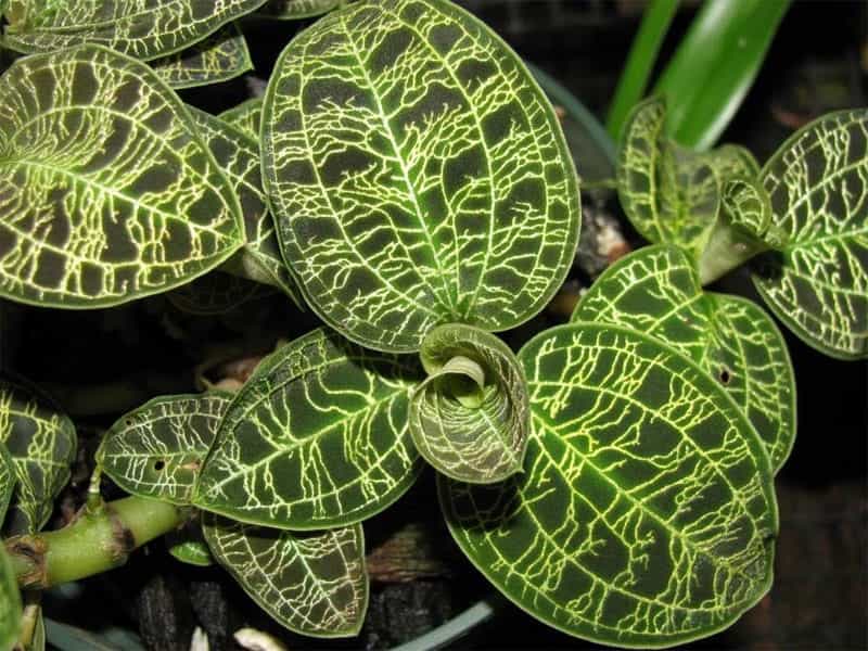 Jewel Orchid - Shop Ludisia Discolor, Hoya, and Specimen Houseplants —  Pistils Nursery