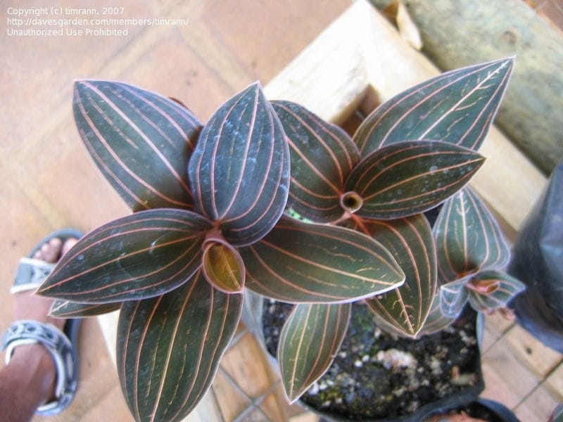 Jewel Orchid High Resolution Stock Photography and Images - Alamy