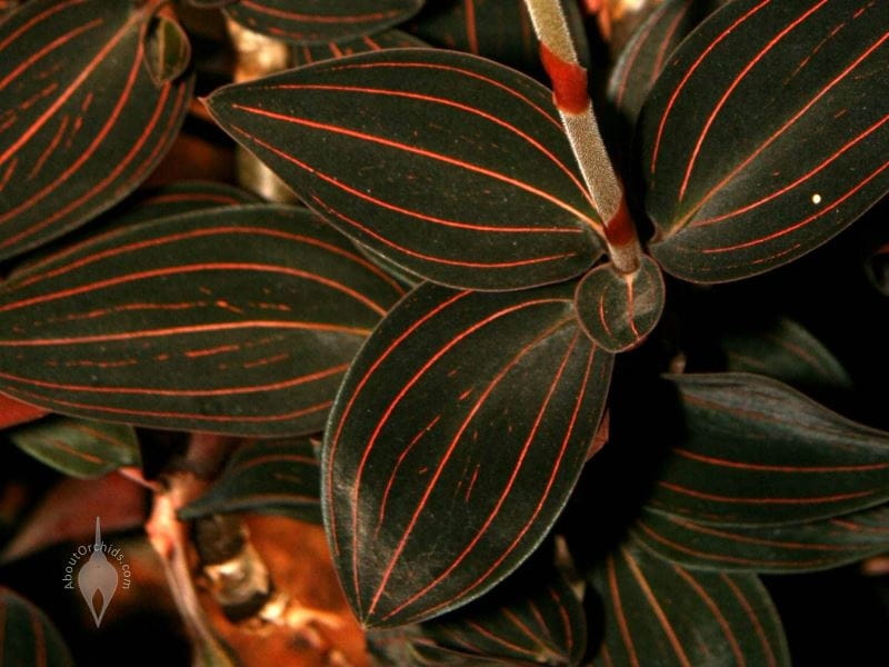 Jewel Orchid, Unique Plant with Easy Care - MORFLORA