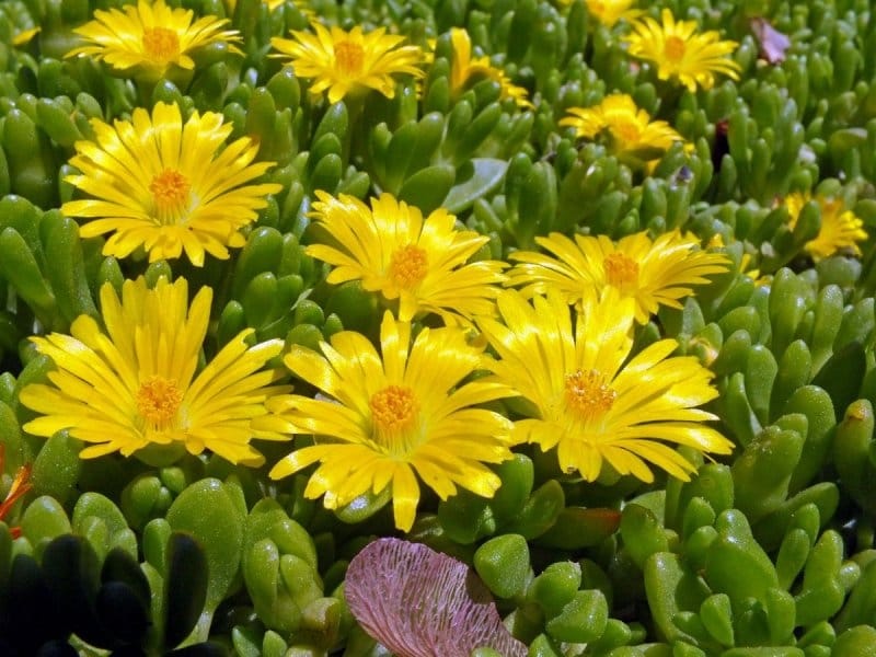 Jewel of Desert Topaz Delosperma Plants for Sale (Ice Plant) - Free Shipping
