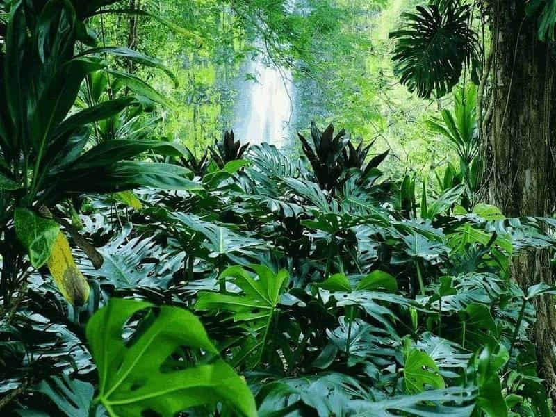 Jungle plants set Stock Vector Image by ©Scorpion333 #103110584