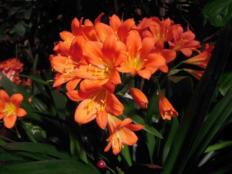 Kaffir Lilies - Cornish Blooms