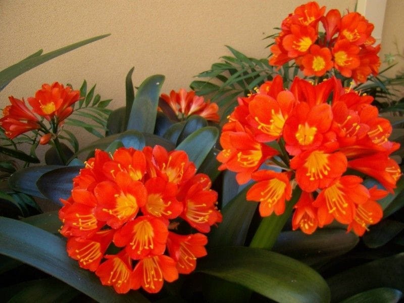 Kaffir Lilies. stock image. Image of nature, flower, species - 11117673