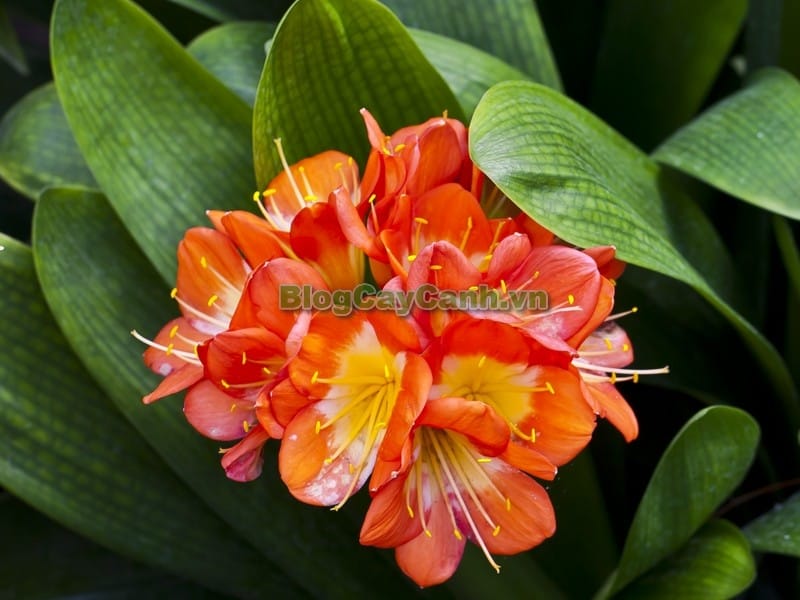 Kaffir Lily, Schizostylis, Mixed Colours, Moisture Loving  Bog Plants
