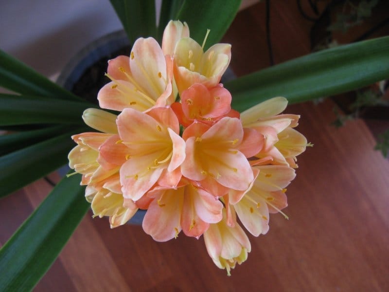 Kaffir lily or bush lily (Clivia miniata) pot plant flowering Stock Photo -  Alamy