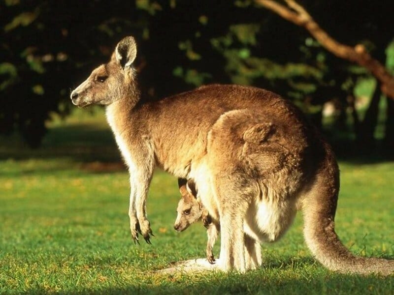 Kangaroo Paw – Rob Dose, Landscape and Portrait photography – Perth Western  Australia