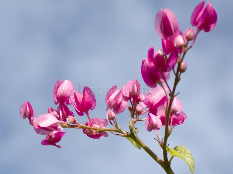 Kennedia coccinea – Coral Vine - Gardening With Angus