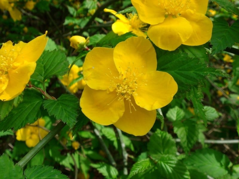Kerria Japonica Blooming in Spring Park. Japanese Rose. Bush with Yellow  Flowers Blossoming Outdoors. Natural Background Stock Image - Image of  small, head: 180900233