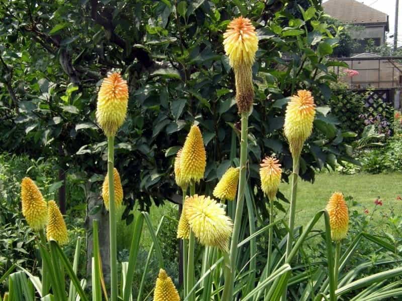 Kniphofia uvaria 'Grandiflora' bare roots — Buy 'Red Hot Poker' roots  online at Farmer Gracy UK