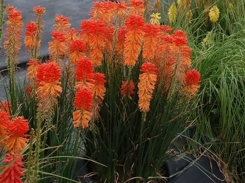 Kniphofia uvaria (L.) Oken - Colombian Plants made Accessible