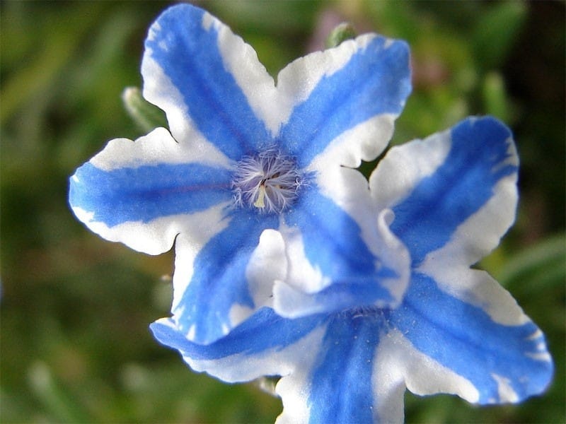 Know Your Natives – Eastern Bluestar - Arkansas Native Plant Society