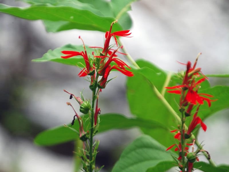 LOBELIA - cardinalis / Cardinal Flower – Paramount Nursery Inc.