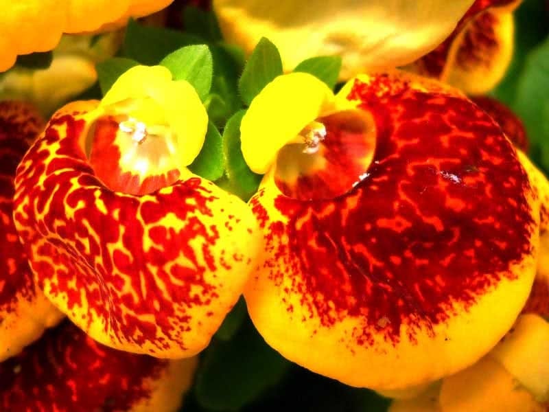 Lady's Purse Slipper Flower Calceolaria Herbeohybrida Isolated On White  Stock Photo, Picture And Royalty Free Image. Image 39483960.