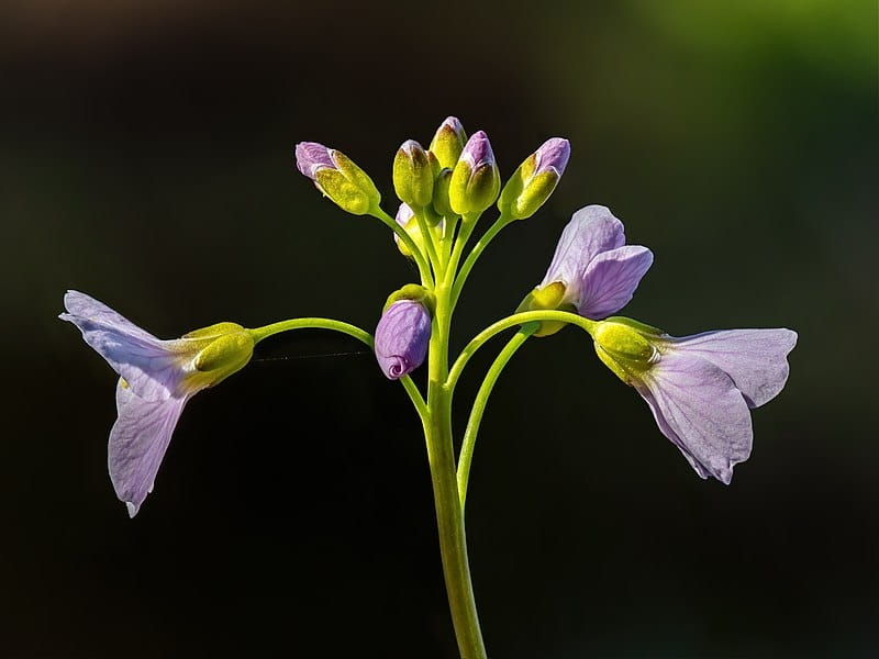 Lady's Smock, Cuckoo Flower, Cardamine pratensis