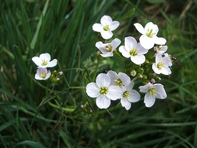 Lady's Smock or Cuckoo Flower Seed - Forestart
