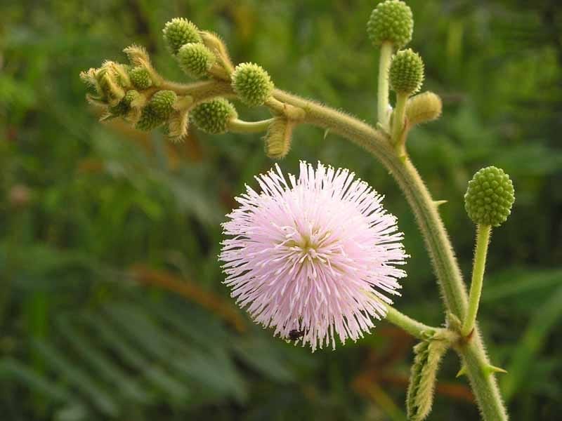 Large Flowering Sensitive Plant – Paper Ministry