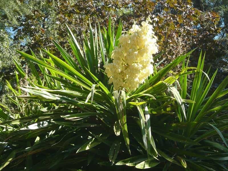 Large Yucca Cane- NYC and NJ Local Plant Delivery – Dahing Plants