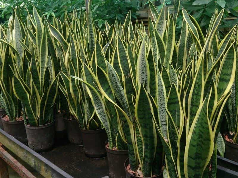 Laurentii Snake Plant - Sansevieria - Impossible to kill! - 4\