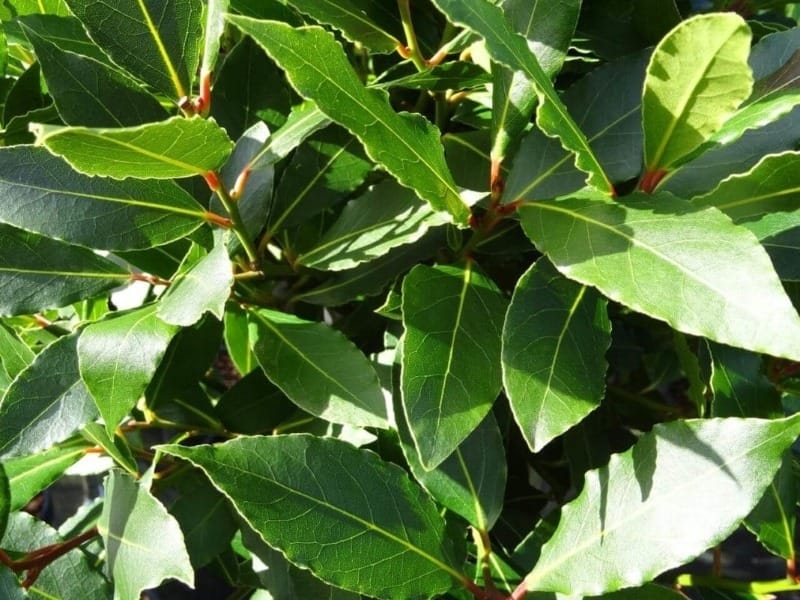 Laurus Nobilis (Bay Tree) – Standard - Garden Plants Online