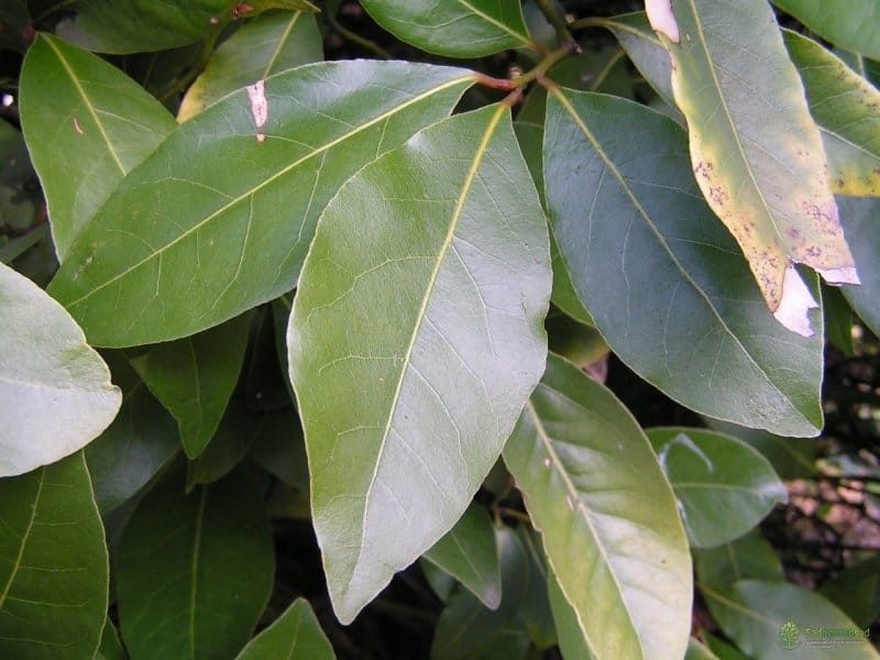 Laurus nobilis Shrub 90 cm - FloraStore