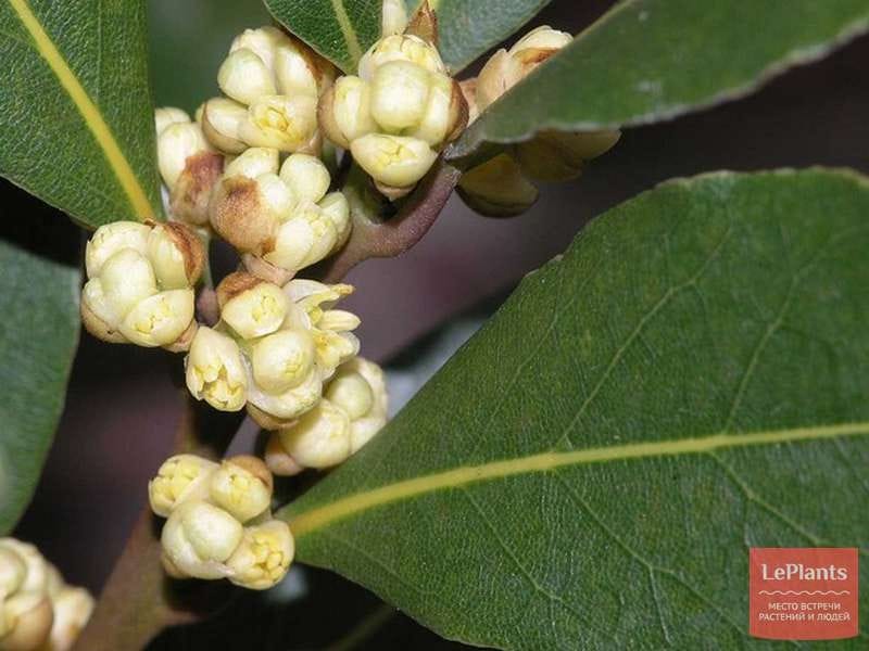 Laurus nobilis hedging - Bay Laurel hedge plants