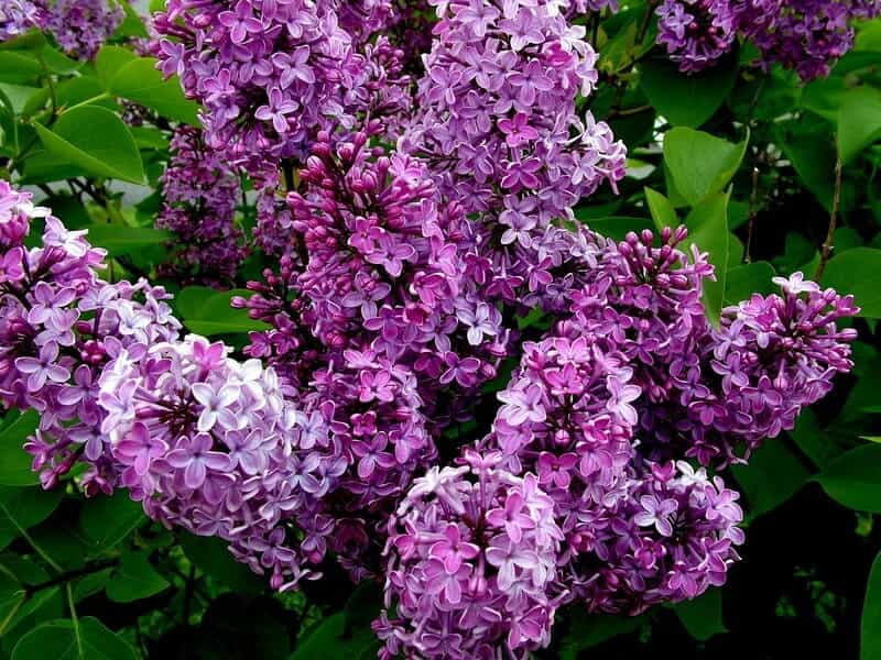 Learn to Prune Lilacs the Right Way for Optimum Blooms Next Spring -  Natalie Linda