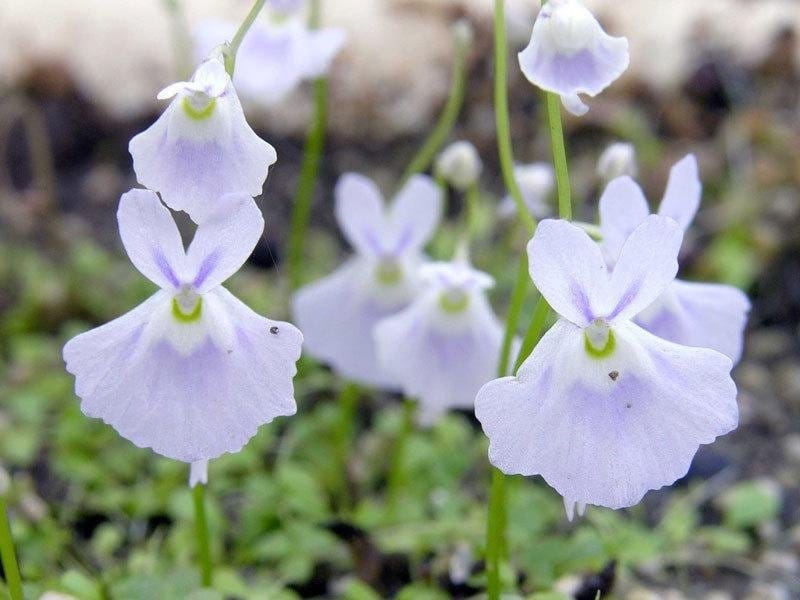 Leaves and bladders of the bladderwort Utricularia vulgaris aquatic  carnivorous plant. Underwater shot Stock Photo - Alamy