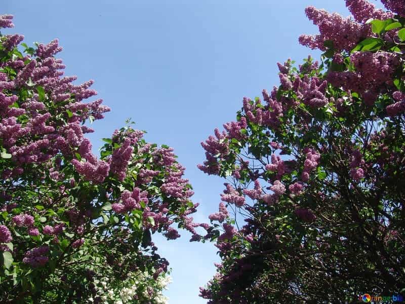 Lilac Bush. Branch With Spring Lilac Flowers. Lilacs Bloom In May. Lilac  Bushes In The Garden Stock Photo, Picture And Royalty Free Image. Image  82491330.