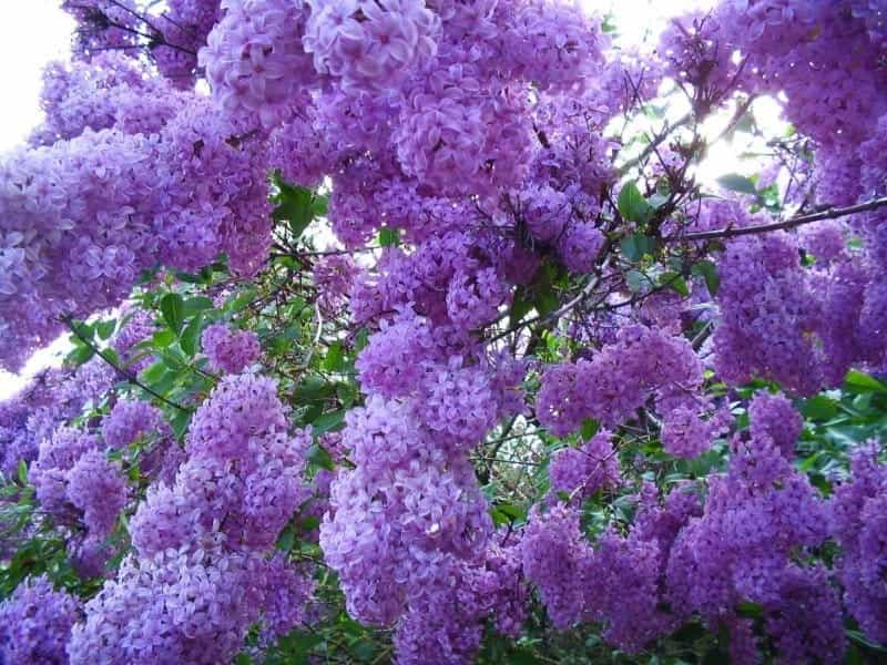 Lilac Bushes are Prized for Their Beautiful, Fragrant Flowers - Pioneer  Thinking