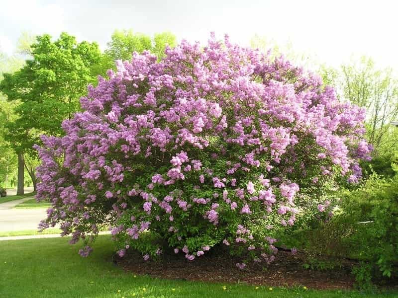 Lilac Tree vs Lilac Bush - Difference Between Lilac Trees And Lilac Bushes