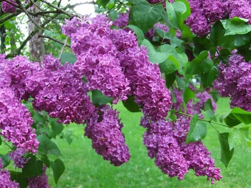 Lilacs – DeGroot's Nurseries