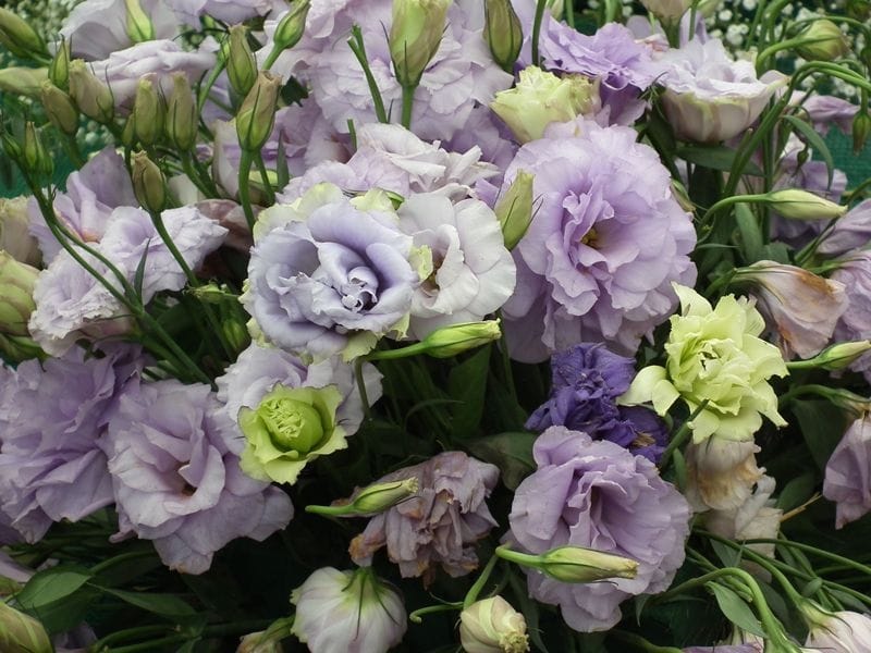 Lisianthus Flower Meaning, Types, and Growing Tips - Petal Republic