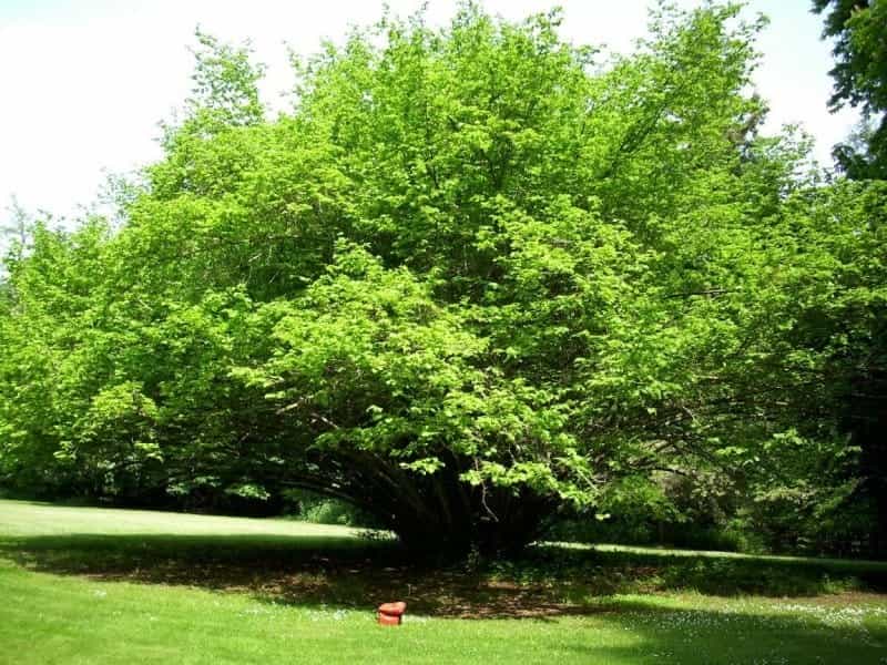 List Of Deciduous Shrubs: Growing Deciduous Shrubs