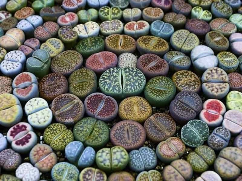 Lithops Care Guide: Everything You Need to Know - Sublime Succulents