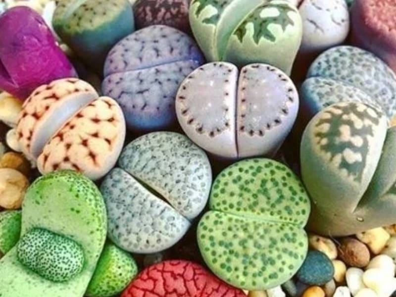 Lithops Collection - Living Stones - Sunnyplants.com