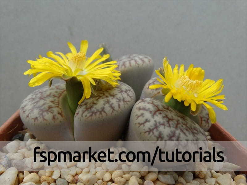 Lithops Collection for Sale