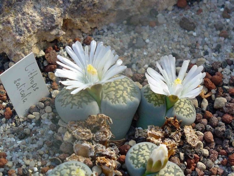 Lithops Living Stones for Sale - Rare Cactus Succulent - Succulents Box