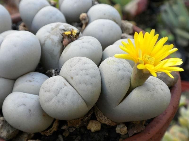 Lithops comptonii (Living Stones) - World of Succulents