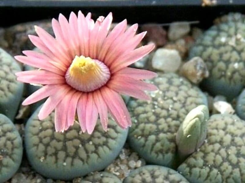 Lithops pseudotruncatella - Living Stones - Plants - Sunnyplants.com