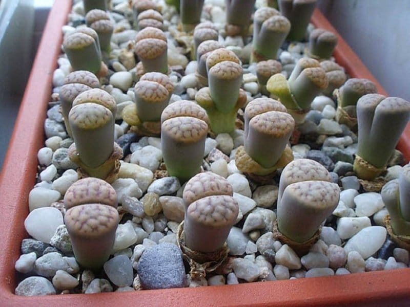 Living Stone Plant - Lithops - 2\