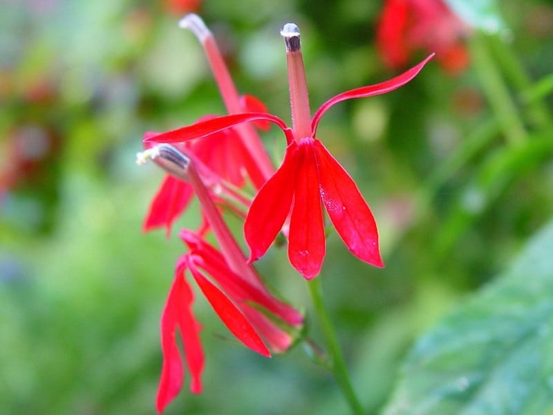 Lobelia cardinalis – Cardinal Flower (per oz) - Michigan Wildflower Farm