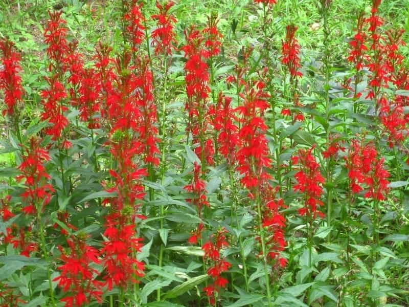 Lobelia cardinalis (cardinal-flower, red lobelia): Go Botany
