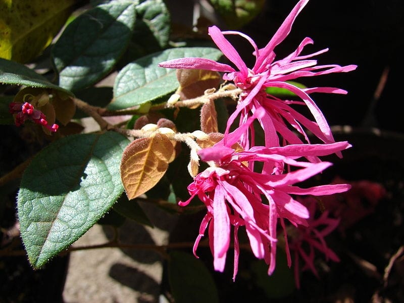 Loropetalum - Landscaping shrubs, Lawn and landscape, Beautiful gardens