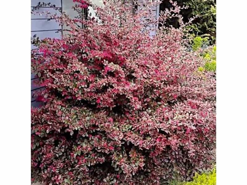 Loropetalum Chinense Var Rubrum, Chinese Fringe Flower, Ornamental Shrub  With Pink Flowers With Strap Shaped Petals, Needs Low Maintenance Stock  Photo, Picture And Royalty Free Image. Image 50257339.