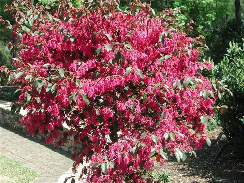 Loropetalum JAZZ HANDS Dwarf Pink - Buy Chinese fringe-flower Shrubs Online